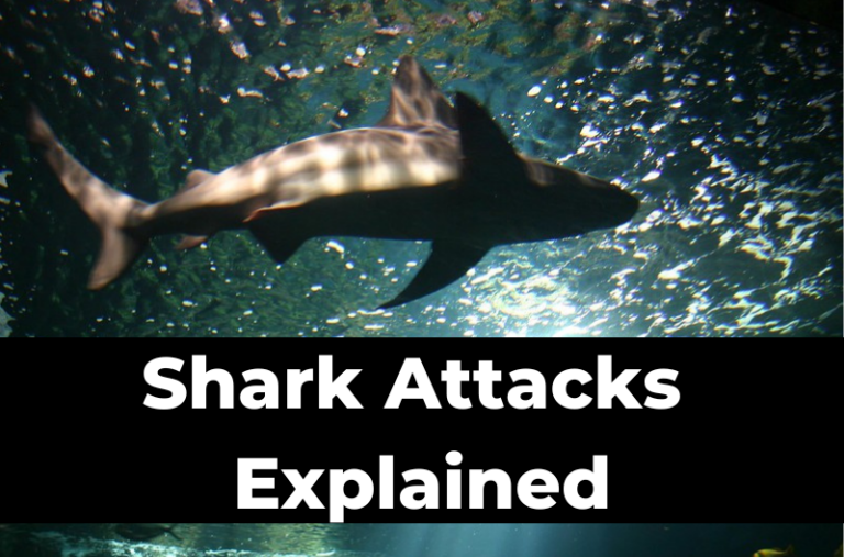 Do Sharks Eat Humans? (Why they really, and rarely, attack...)